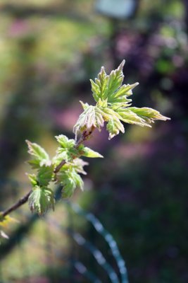 Acer miyabei - javor Miyabeův - jarní pučení (62)